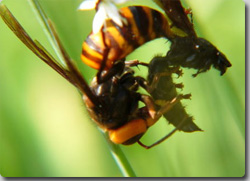 獲物を引きちぎって丸める、スズメバチの「肉団子」づくりの様子