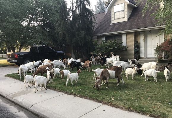 ち～っす！除草会社から派遣されてきました。100匹近くのヤギ集団、突如住宅街に現れ黙々と草を食す（アメリカ）