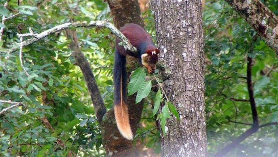 indian_giant_squirrel_04
