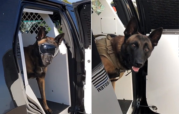 かっこいい！警察犬「K9」が颯爽と車から出てくるシーンを動画で（オチあり）