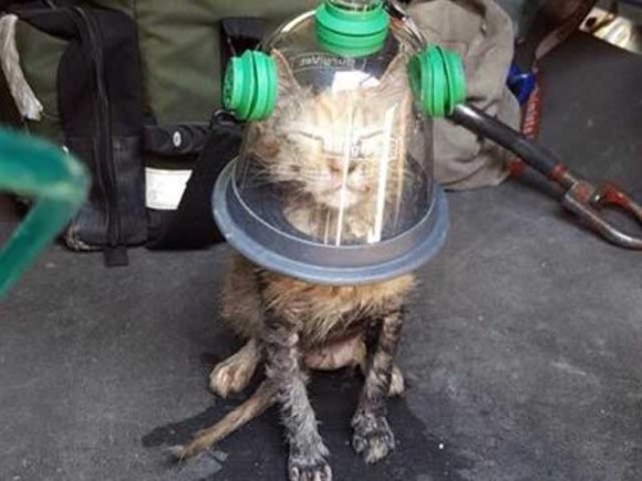 今日の一枚：スペシャル酸素マスクで救われた猫