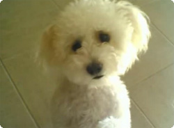 猫の方が有利と判断したのか？ニャンと鳴く犬３連発