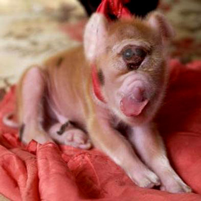 2007pig2