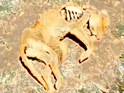 ニューメキシコで発見された細長い鼻と長い牙を持つ謎生物