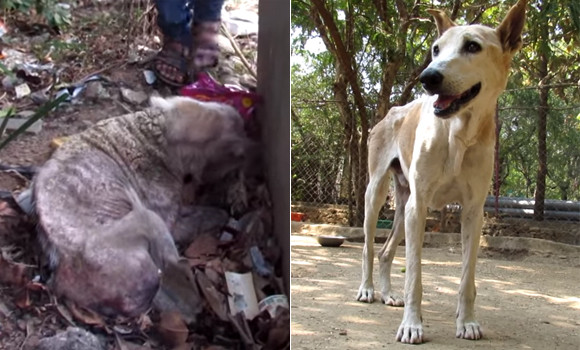 疥癬でボロボロになっていた野良犬がもう一度人間を信じ、奇跡的に回復するまでの物語（インド）