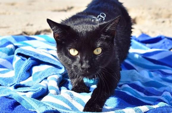 道路わきに捨てられていた黒猫は、新しい飼い主の元、いつの間にか泳ぎの上手なスイマーキャットとなっていた。