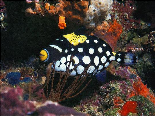 Clown-Trigger-Fish1