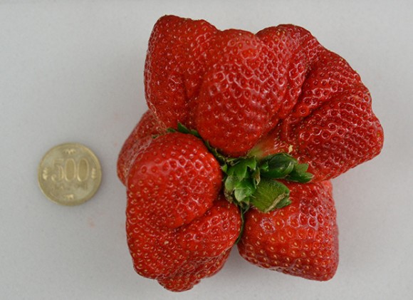 重さはなんと250g！ギネス記録に認定された日本のミュータント・イチゴ
