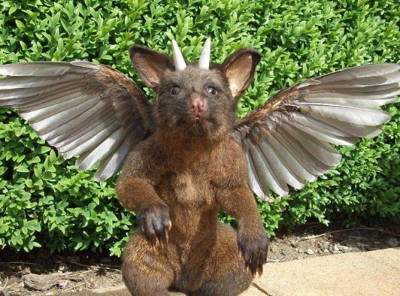 taxidermist_25_e