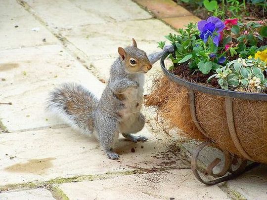 animals_77_25