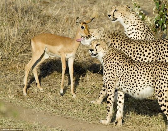 cheetahs_letting_tiny_antelope_go_03