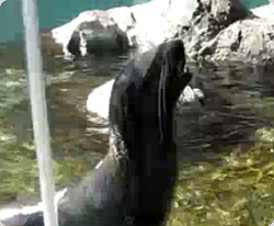 人間みたいな声を出す動物映像特集