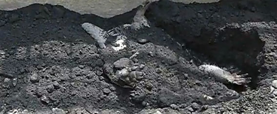 こう暑くちゃよぅ・・・アルマジロの猛暑対策は土のシャワーで