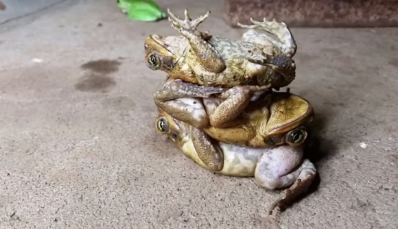 カエルに催眠術：3匹のヒキカエルを積み重ねる