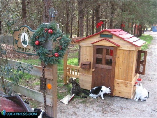 cat-rancho-11