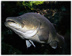 琵琶湖で新たなる外来種、肉食の「マーレーコッド」が捕獲される