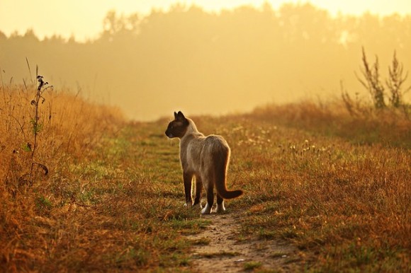 身も心もボロボロの状態で路上をさすらっていた野良猫。人間不信に陥っていた猫が保護され心を開くまでの物語