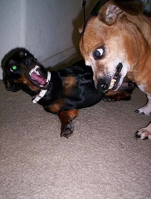 dogs_are_stupid_67