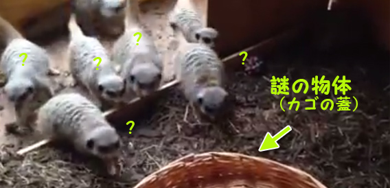 こわい、こわい、籐のフタこわい。ミーアキャットたちが寄せては返す波化現象