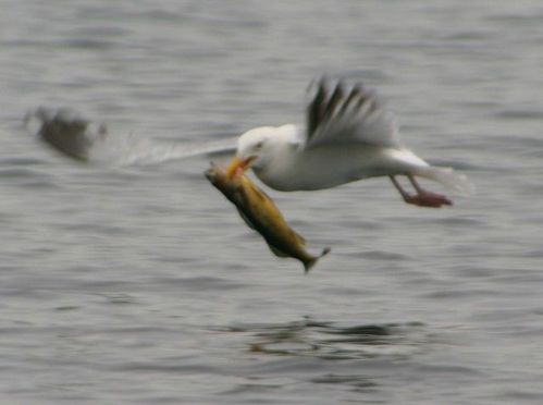 birds_eat_everything_20