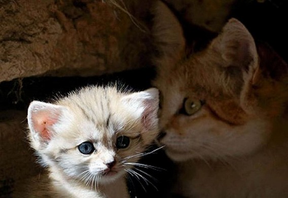 sand_cat_kitten_02