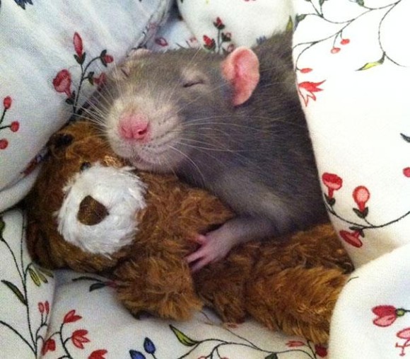 rats-with-teddy-bears-3_e