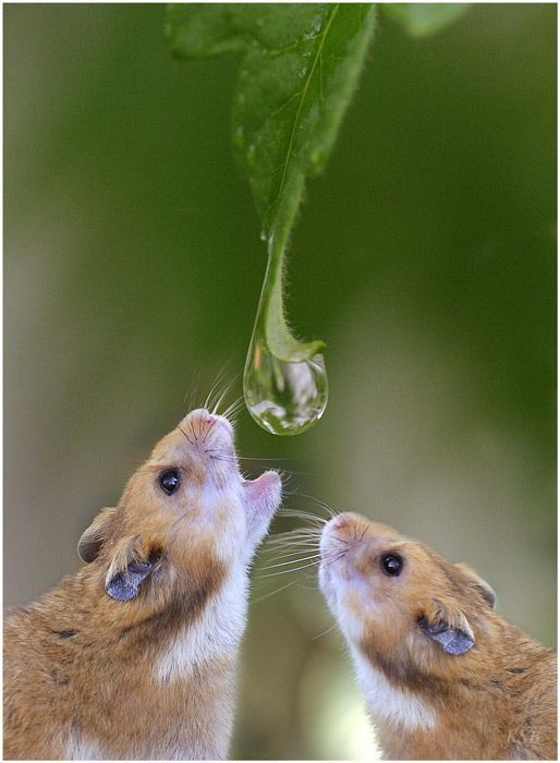 animals_77_32