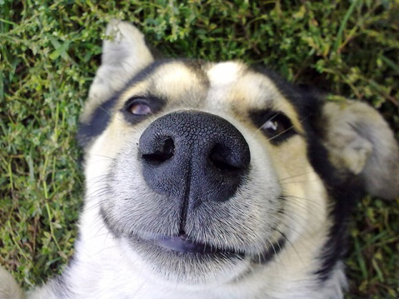 犬の鼻のクローズアップ写真で、ブラックホールに吸い込まれた気分に浸ろう。