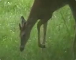 SIKA