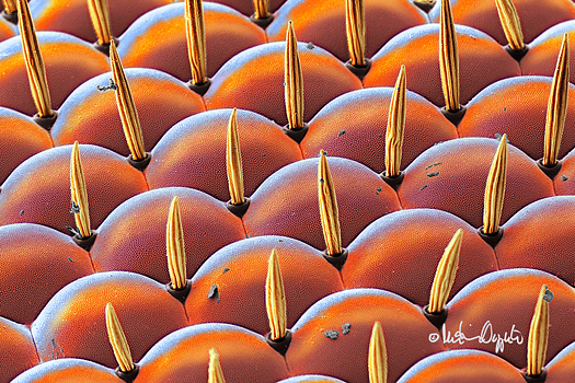 compound-eye-drosophila-58777sig2