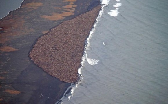 セイウチが35000頭の大量漂着で海岸が巨大肉団子状態に（米アラスカ州）