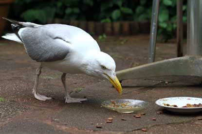 swns-gull7