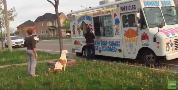 アイスだアイスだ！アイスクリームカーの前できちんと順番を待つピットブル犬