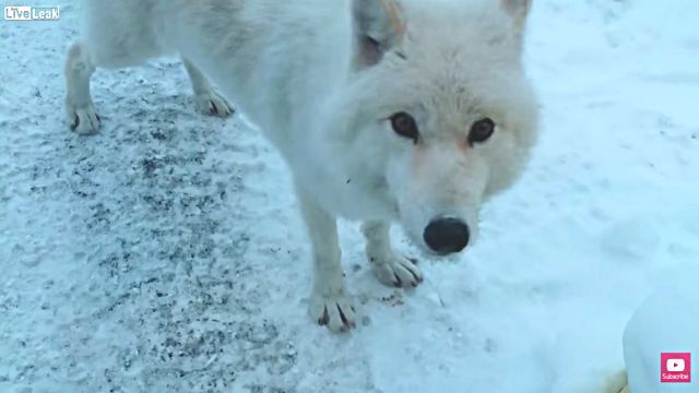 寒いけどいっしょに遊ばない？白くて人懐っこいホッキョクオオカミが遊びに来たよ