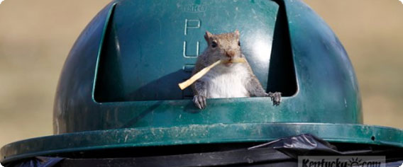 ファストフード好きなリス、ゴミ箱からフライドポテトをぱくりんちょ（アメリカ）