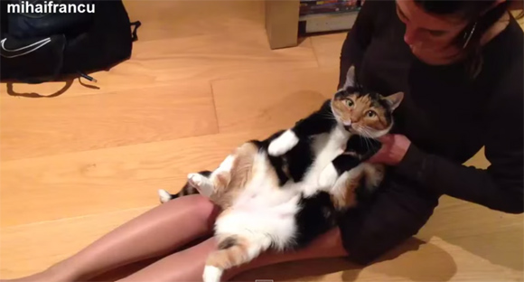 「うん、そこそこ！」人間のメスにマッサージされる猫たちの動画総集編