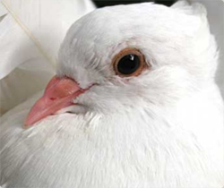 パキスタンのハトがスパイ容疑をかけられインド警察に拘束される