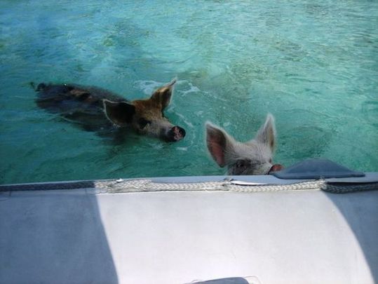 swimming_pigs_13