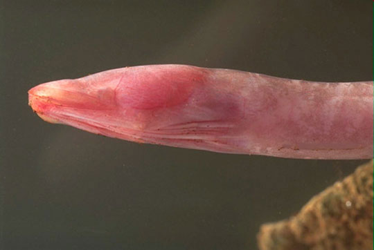 091029-04-blind-cave-eel_bi