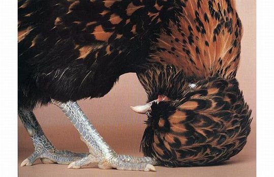 Unusual-hen-08