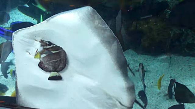 「ちょ、待って待って、ロープロープ！」水族館の水槽の中で魚を食べようとするエイがいた