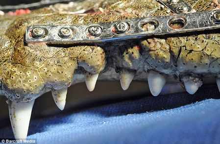 robo_croc_04