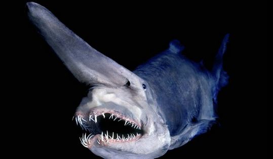 sharks_01