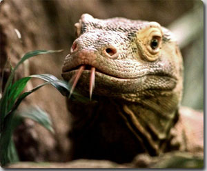 komodo