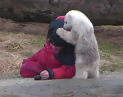 あそぼ！あそぼ！飼育員のおじさんが大好きなデンマークのホッキョクグマ「シク」（動画+画像）