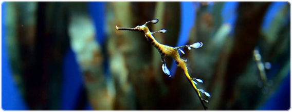 世界最大の水族館、ジョージア水族館の生き生き水中生物高画質映像