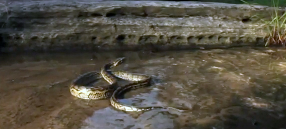 数の力の恐ろしさ。グンタイアリの集団がヘビを襲い食い尽くすまでの映像