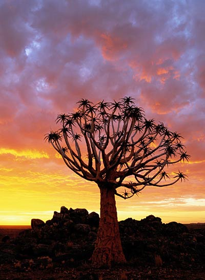 QuiverTree_400