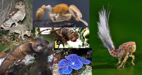 哺乳類からアイツまで。2013年に発見された存在感のある10の新種生物（昆虫あり）