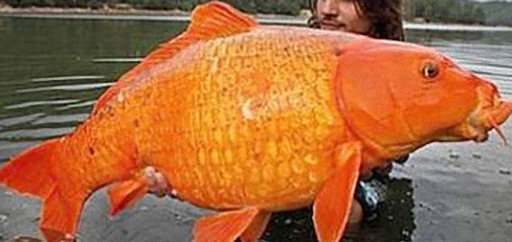 アメリカの湖で巨大化した金魚が猛繁殖、生態系への影響を懸念（米カリフォルニア州）